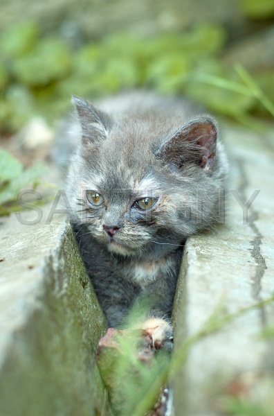 BRITISH SHORTHAIR C042.jpg